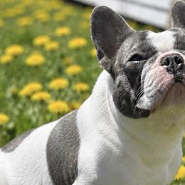 Bunny - French Bulldog