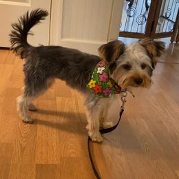 Assorted Doodle Crosses, Double Doodle, Maltipoo, Morkie, and Yorkipoo Puppies from Danza Bolo