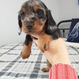 Dachshund Puppies from Weiners on a Hill