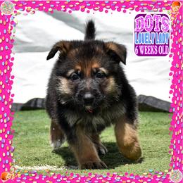 DOTS - Black and tan female German Shepherd puppy in Murrieta, California from Diamond Oaks German Shepherds