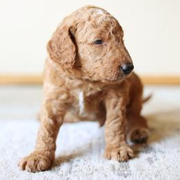 Stormy - Red collar - Red  male Goldendoodle puppy in Puyallup, Washington from Dawnie’s Doodles