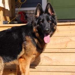 Riyka - German Shepherd
