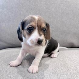 Pocket Beagle Duke - Black white and tan male Beagle puppy in Gentry, Arkansas from HC Puppy Ranch