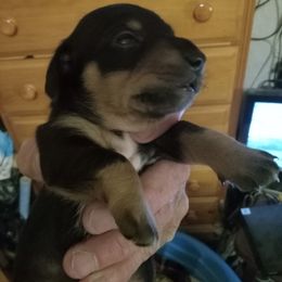 Dachshund Puppies from Sherman's Dachshunds