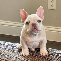 French Bulldogs from Biltwell Frenchies