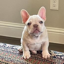 French Bulldogs from Biltwell Frenchies