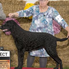 Dafna - Curly-Coated Retriever