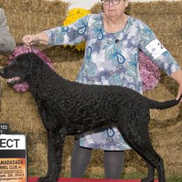 Dafna - Curly-Coated Retriever