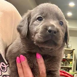 White- Charcoal Female - Charcoal female Dilute Retriever puppy in Marion, Illinois from Summer Lovin’ Labradors of Southern Illinois