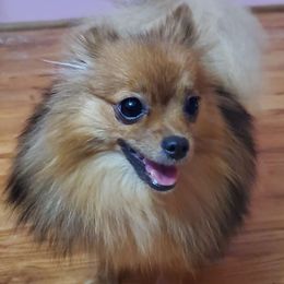 Feefee - Pomeranian