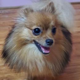 Feefee - Pomeranian