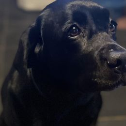 Molly - Labrador Retriever