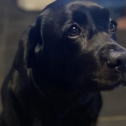 Molly - Labrador Retriever