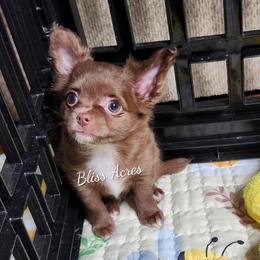 Scarlet - Chocolate blue female Chihuahua puppy in Ponca City, Oklahoma from Bliss Acres Farm