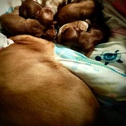 Myriam - Ruby female Cavalier King Charles Spaniel puppy in Lambertville, Michigan from Dream Dog LLC