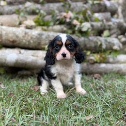 Reed - Tri-color male Cavalier King Charles Spaniel puppy in Comer, Georgia from Stratton Spaniels