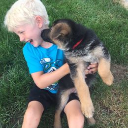 German Shepherd Puppies from Tara Riehle
