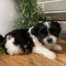 Girl 2 - Black and white female Shih Tzu puppy in Lexington, North Carolina from SCS Shih Tzus