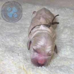 Latte - Apricot male Goldendoodle puppy in Summerville, South Carolina from Pawmazing Doodles