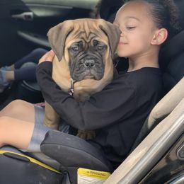 Bullmastiff and French Bulldog Puppies from Big Bully Nation