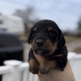 Black And Tan Male - Black and tan male Dachshund puppy in Blackstone, Virginia from Cheyenne's Dachshunds