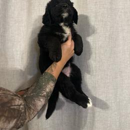Girl 4 - female Golden Mountain Dog puppy in Montrose, Michigan from Birch and Arrow Farm