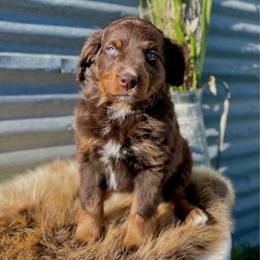 Coco Puffs - male Assorted Doodle Crosses puppy in Randolph, Utah from Dry Canyon Pups