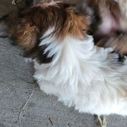 Amos - Black and white male Shorkie puppy in Winters, California from Northern CA Shorkies