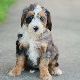 Esther - Blue merle female Bernedoodle puppy in Dundee, Ohio from Down Home Doodle