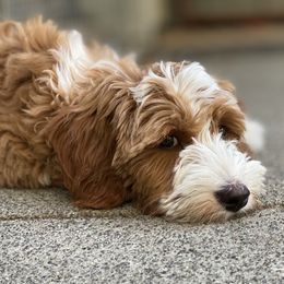 Australian Labradoodle Puppies from Cascade Canyon Labradoodles