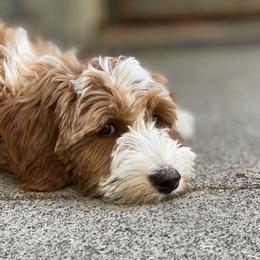 Australian Labradoodle Puppies from Cascade Canyon Labradoodles