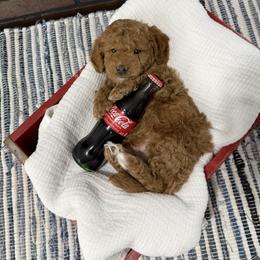 Bobby - Red  male Goldendoodle puppy in Huntington, Utah from Krispydoodle