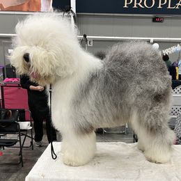 Q1 - Old English Sheepdog