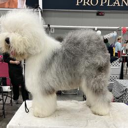 Q1 - Old English Sheepdog