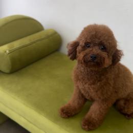Rosa - Poodle