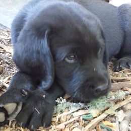 Labrador Retrievers from Holly Wilson's Labrador Retrievers