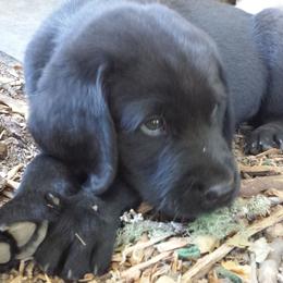 Labrador Retrievers from Holly Wilson's Labrador Retrievers