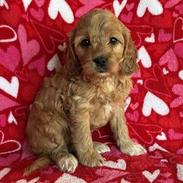 Cuddles - Red female Cockapoo puppy in Klingerstown, Pennsylvania from Schaible Family Puppies