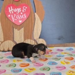 Smooch - Black and tan male Pembroke Welsh Corgi puppy in Briggsdale, Colorado from Lovebird Corgis
