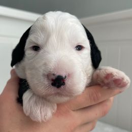 Light blue - Black and white female Sheepadoodle puppy in Archer, Florida from Gainesville Sheepadoodles