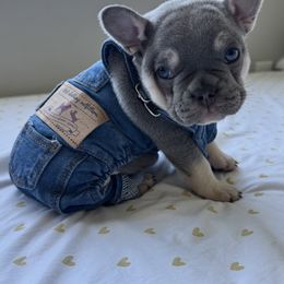 Deacon - Liver French Bulldog puppy in Tampa, Florida from 5 Star Bullies