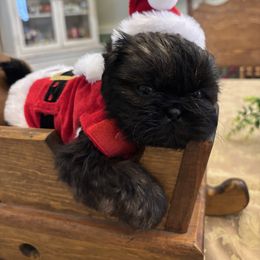 Copper - Gold male Shih Tzu puppy in Claremont, California from Lovable Shih Tzus