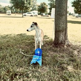 Finley - Whippet