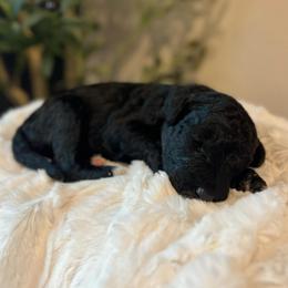Noodle - White and black male Bordoodle puppy in Valley Center, California from Circle R Valley Bordoodls