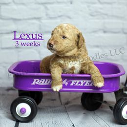 Lexus (Purple Collar) - Apricot female Goldendoodle puppy in Corona, California from Fluffy Puppy Mini Doodles LLC