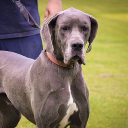 Blue - Great Dane