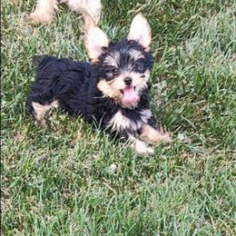 Boy Red - Black and tan male Yorkshire Terrier puppy in St. Louis, Missouri from Yorkieville - Shih Tzu Nation