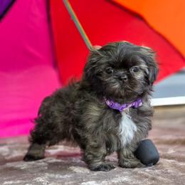 Poodle, Shichon, Shihpoo, Shih Tzu, and Shorkie Puppies from Ever After Tails