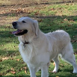 Sam - Golden Retriever