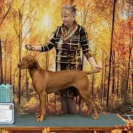 Naomi - Vizsla